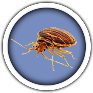 Bed bug Bed bug